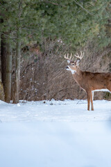 White-tailed deer buck (odocoileus virginianus) standing in a Wisconsin field in January