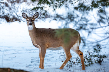 White-tailed deer, doe (odocoileus virginianus) standing in a Wisconsin field in January