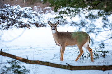 White-tailed deer, doe (odocoileus virginianus) standing in a Wisconsin field in January