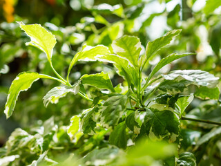 Foliage of Duranta erecta or golden dewdrop, pigeon berry, and skyflower. Sunlight on leaves of flowering shrub. Floriculture. Growing plants and trees in greenhouse.