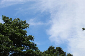 sky and trees