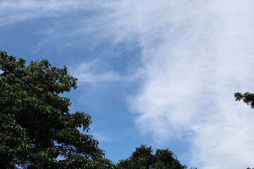 Fototapeta premium clouds and trees