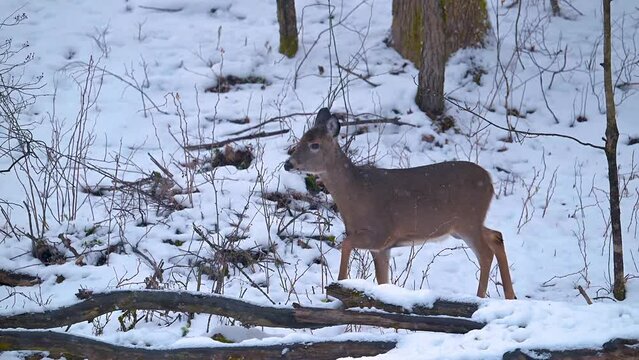A snowy day in our Yard in Windsor in Upstate NY. Snow falls and animals do what animals do to survive the cold.   Doe feeding in the snow in our yard.