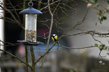 Blue tit bird in the garden