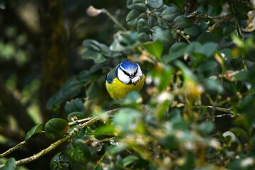 Blue tit bird in the garden