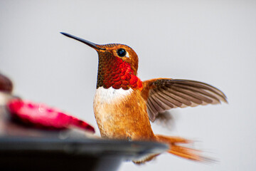 Naklejka premium Hummingbird eating some food.