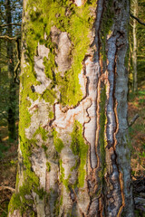 Moss on tree bark in The Lake District, Cumbria, England