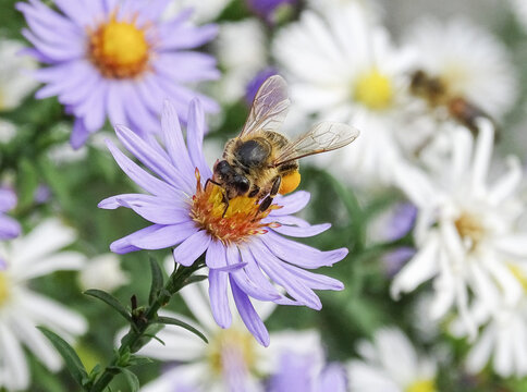 Bee on a Bushy Aster flower. Macro bee