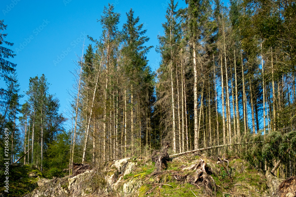 Poster Timber logging in The Lake District, Cumbria, England