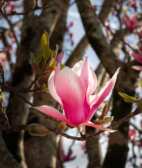 Flor de magn&oacute;lia da esp&eacute;cie Magnolia grandiflora 