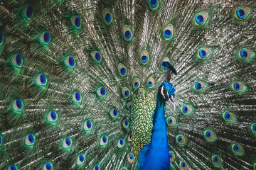 Obraz premium Portrait and close up of peacock showing its beautiful feathers