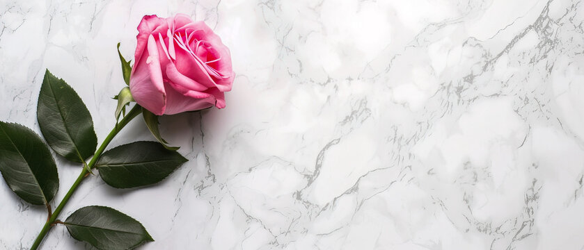 Pink rose on white background, Valentine's day a romantic gift of love with beautiful flowers ,background banner for website or ads, There is space for entering text