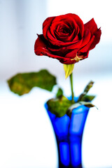 a red rose on a light background in a blue glass vase