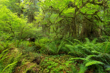 Fototapeta na wymiar Sol Duc Rainforest, Olympic National Park, Washington, USA