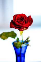 a red rose on the background of a window in a blue glass vase