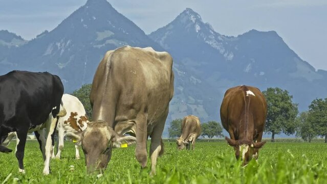 Grazing Cows. Grazing cow at a green pasture. Herd of cows at summer green field. Summer countryside landscape and pasture for cows. Cow herd in the countryside. Cows on farmland in Alps.