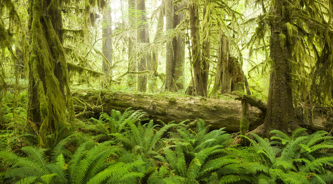 Hall of Mosses, Hoh Rainforest, Olympic National Park, Washington, USA