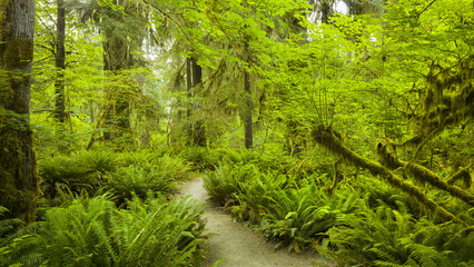 Hall of Mosses, Hoh Rainforest, Olympic National Park, Washington, USA