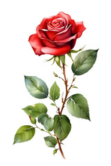 Obraz premium A simple gorgeous elegant red rose branch
