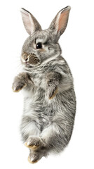 Fototapeta premium Cute lying bunny isolated on white or transparent background, png clipart, design element. Easy to place object on any other background. Flat lay.