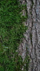 Baum Natur Wald Rinde Oberfl&auml;che Hintergrund Struktur Bildschirmschoner Untergrund Desktop Organisation  