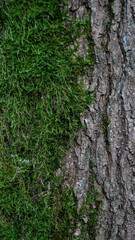 Baum Natur Wald Rinde Oberfl&auml;che Hintergrund Struktur Bildschirmschoner Untergrund Desktop Organisation  