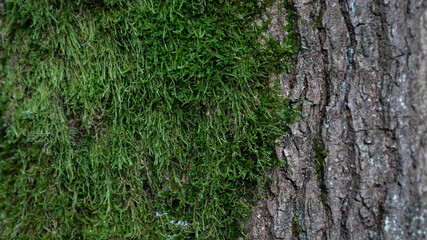 Baum Natur Wald Rinde Oberfläche Hintergrund Struktur Bildschirmschoner Untergrund Desktop...