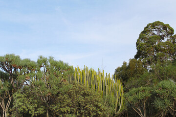 cacti and fresh green plants of the island of Tenerife against the background of the blue sky