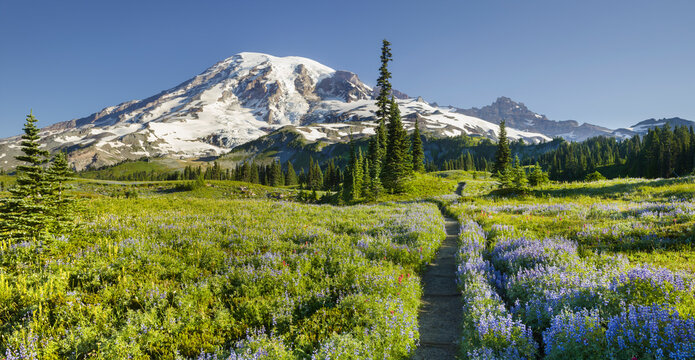 Mt. Rainier Weg auf der Mazama Ridge, Mt. Rainier National Park, Washington, USA