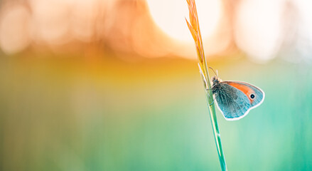 Beauty in nature. Tranquil closeup of butterfly, soft morning sunlight pastel colors. Peaceful bright blue green blur lush foliage. Sunset abstract macro spring nature amazing artistic natural flora - obrazy, fototapety, plakaty