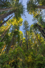 Redwood Baumkronen, Jedediah Smith Redwood State Park, Kalifornien, USA