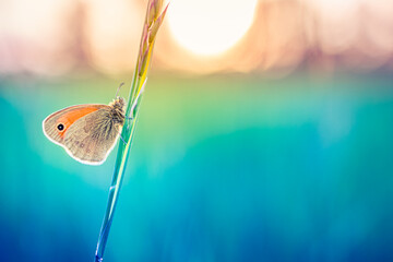 Beauty in nature. Tranquil closeup of butterfly, soft morning sunlight pastel colors. Peaceful...