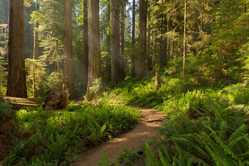 Jedediah Smith Redwood State Park, Kalifornien, USA