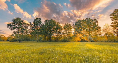 Spring panoramic landscape. Sunset colorful sky with fantasy fluffy clouds over green foliage peaceful field. Tranquil springtime nature. Sunrays warm sunlight natural white wildflowers forest meadow