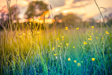 Beautiful meadow field with fresh grass yellow flowers. Peaceful spring summer nature blurry sunset...
