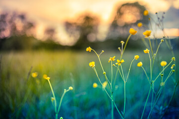 Beautiful meadow field with fresh grass yellow flowers. Peaceful spring summer nature blurry sunset...