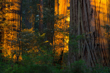 Del Norte Coast Redwoods State Park, Kalifornien, USA