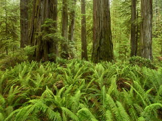 Del Norte Coast Redwoods State Park, Kalifornien, USA