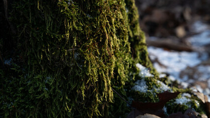 Baum Natur Wald Rinde Oberfläche Hintergrund Struktur Bildschirmschoner Untergrund Desktop Organisation  