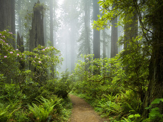 Nebel, Redwoods, Rhododendron, Del Norte Coast Redwoods State Park, Damnation Creek, Kalifornien,...