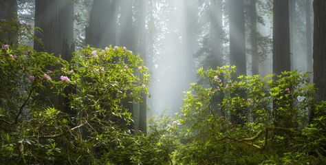 Nebel, Redwoods, Rhododendron, Del Norte Coast Redwoods State Park, Damnation Creek, Kalifornien, USA