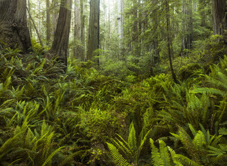 Redwood National Park, Kalifornien, USA