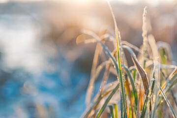 Calm frozen winter scene. Amazing nature background. Frozen grass at sunrise closeup. Winter...