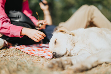 Caucasian friends and their dogs spend a carefree day at the park. A positive and joyful moment full of relaxation, nature, and each other's company.