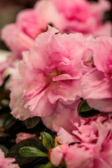 macro photographs of flowers with color and details