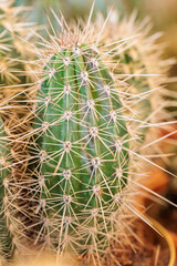 Naklejka na ściany i meble macrophotography of cactus and succulent plants with great detail