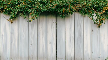 Fototapeta na wymiar Lush green vines overhanging a white wooden fence