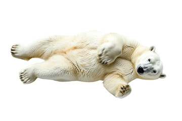 Lying polar bear isolated on white or transparent background, top view, png clipart, design element. Easy to place on any other background.
