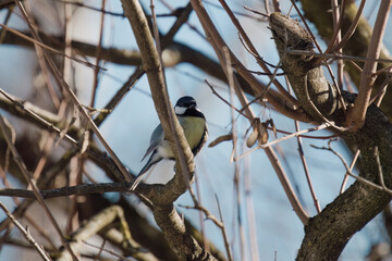 great tit, parus major,  is perching on a maple tree at a winter day