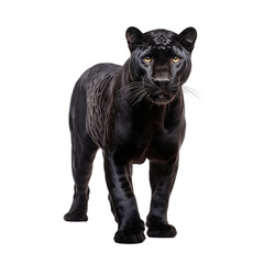 Naklejka na ściany i meble Black panther. 